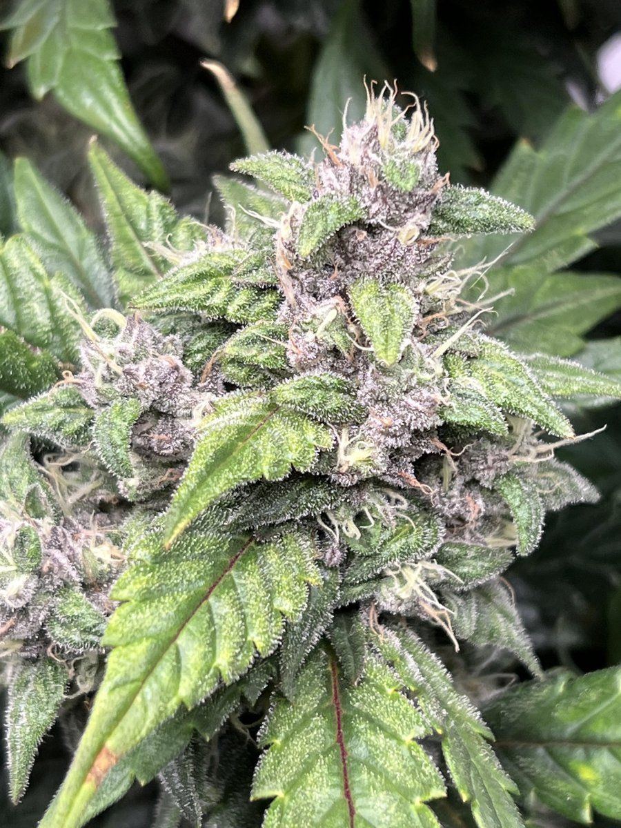 Blue Dream