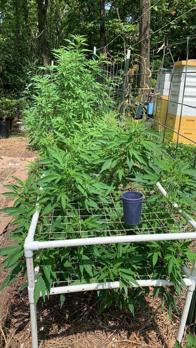 BlueDream