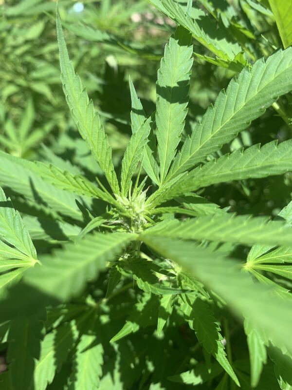 Blue Dream