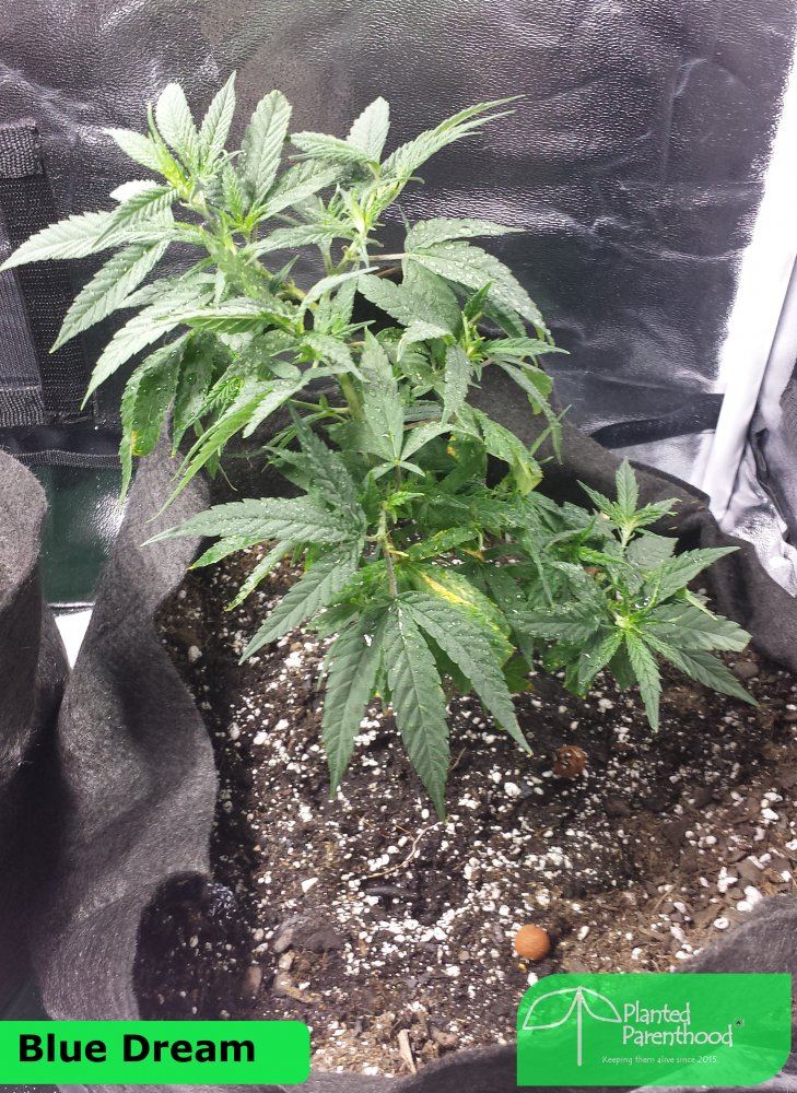 Blue Dream