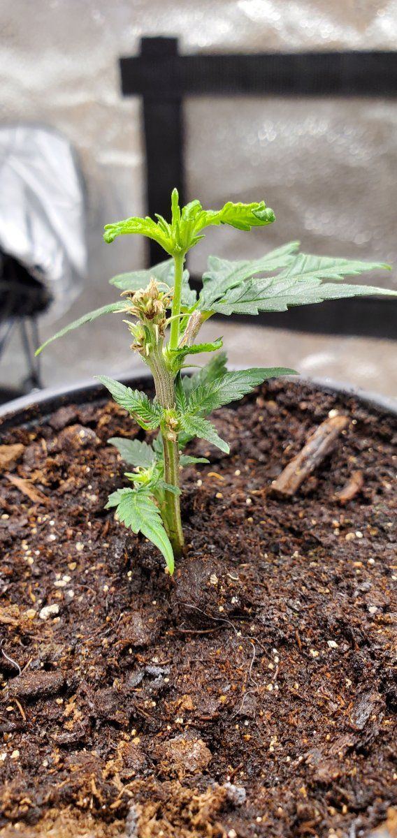 Blue dream scrog phoenix grow 4