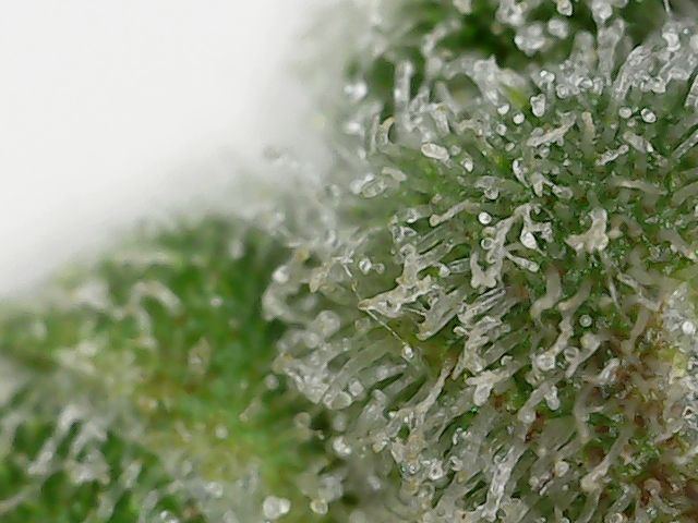 Blue dream top 2