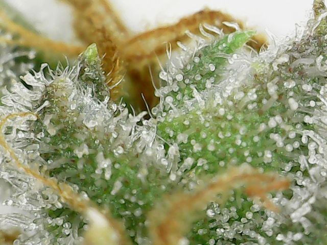 Blue dream topn 3