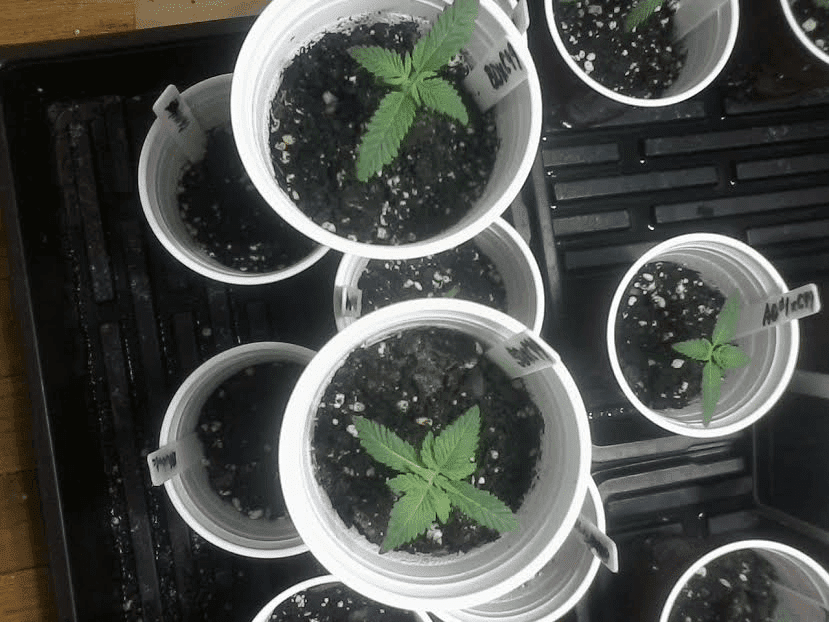 Blue Dream x C99 13days