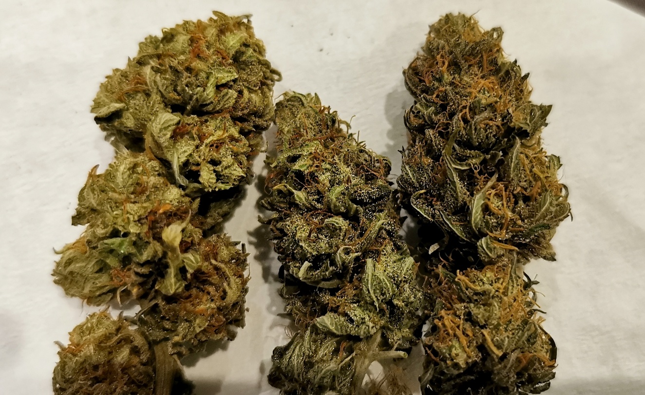 Blue Dream4