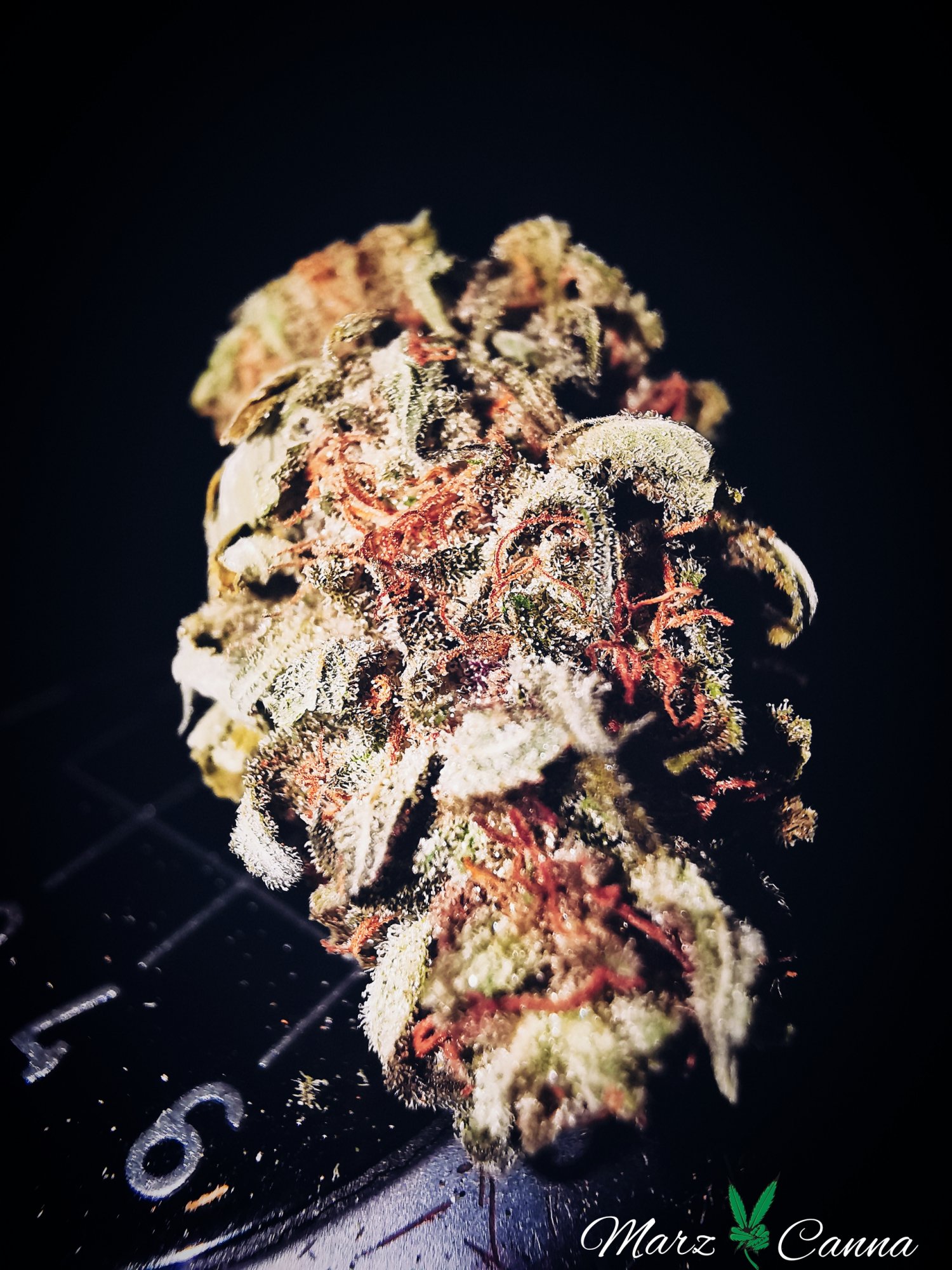 Blue Dream  