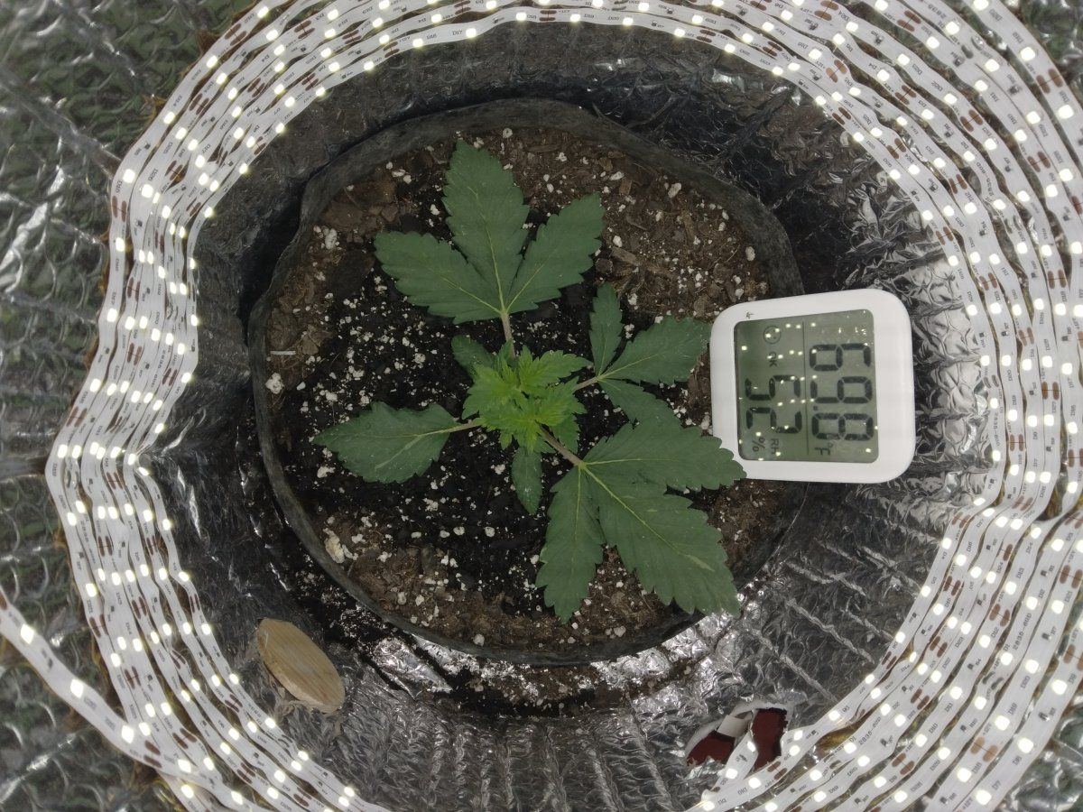 Blue haze update one week into flower 10