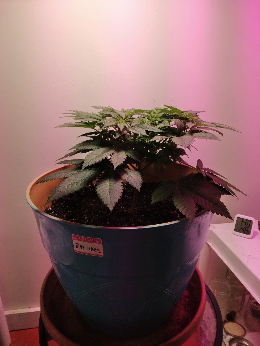 Blue haze update one week into flower 3