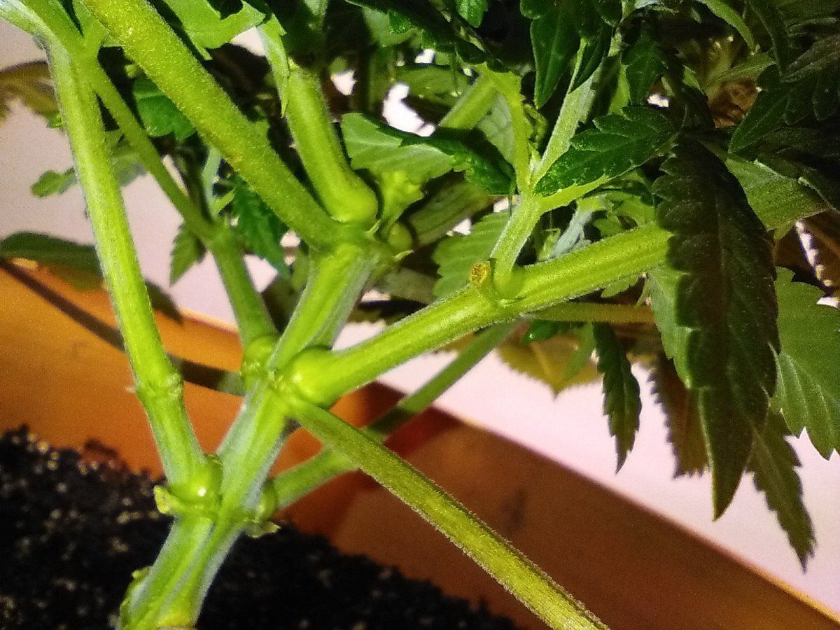 Blue haze update one week into flower 4