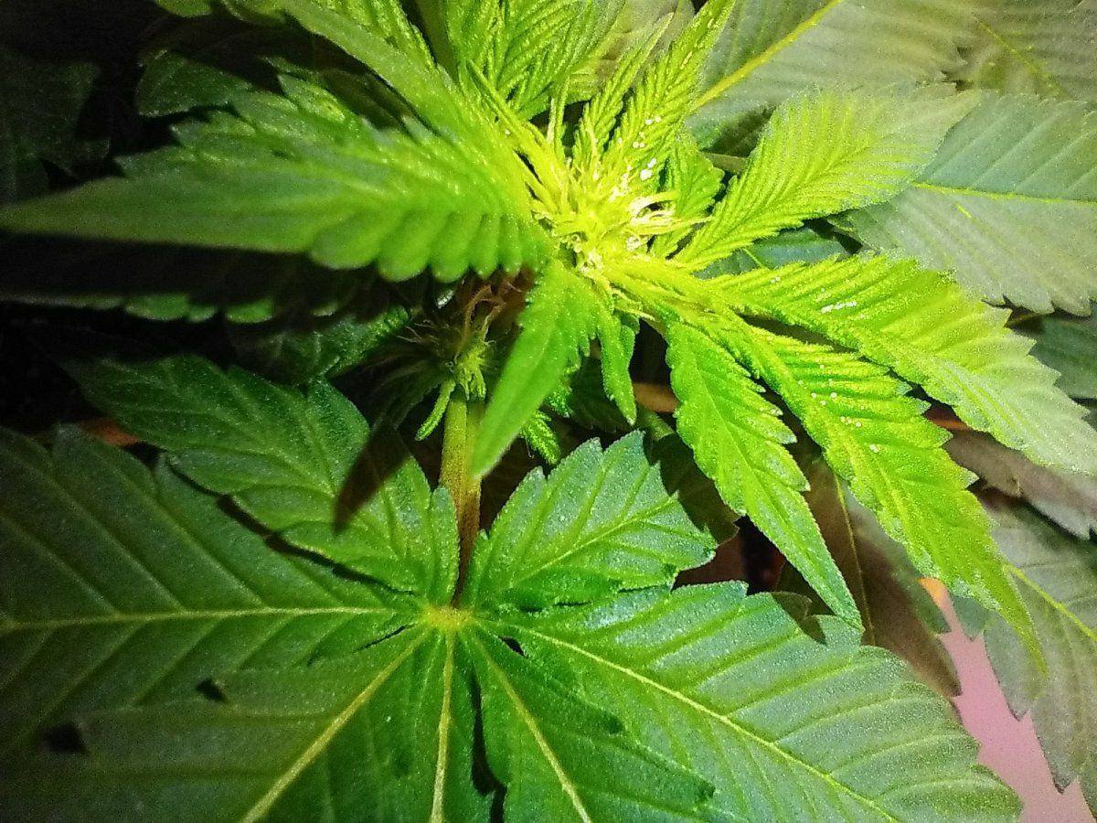 Blue haze update one week into flower 5