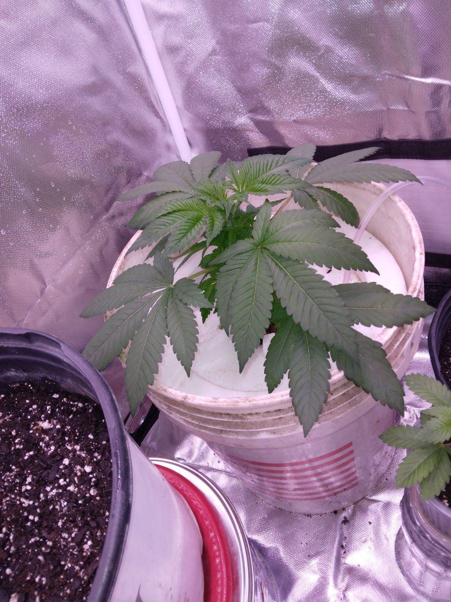 Blue haze update one week into flower 6