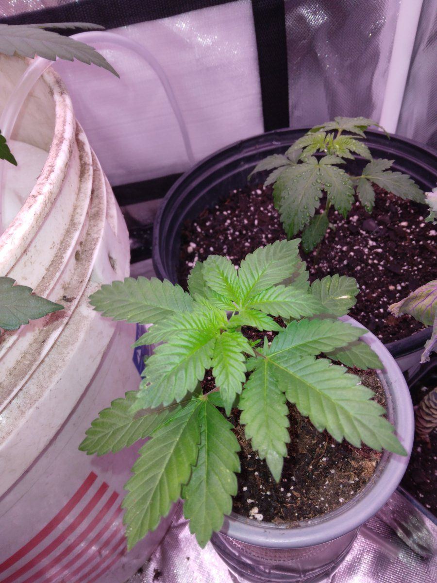 Blue haze update one week into flower 7