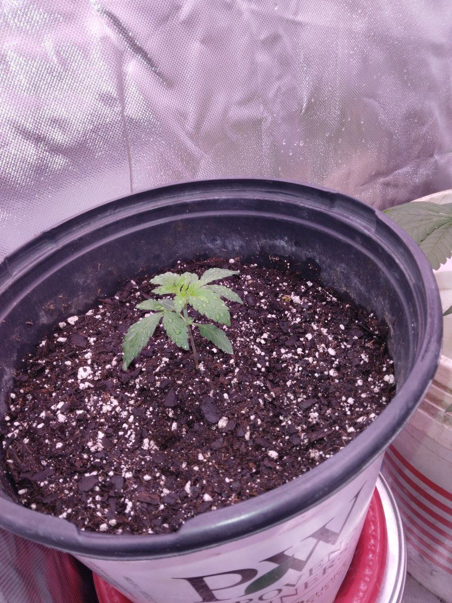 Blue haze update one week into flower 9