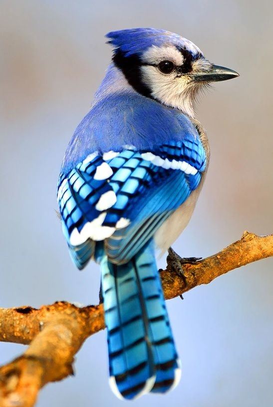 Blue jay