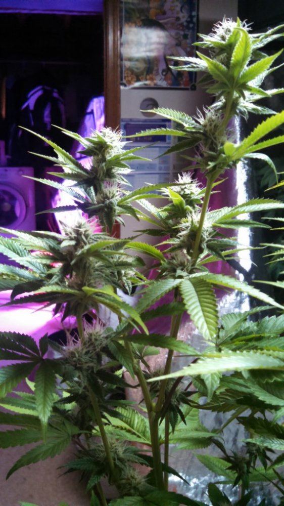 Blue lime pie and others from sincity tangerine power harlesin blue petrol gsc delights 3