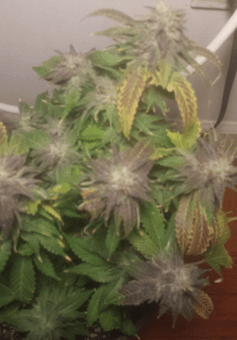 Blue Magoo57 days hit with the Hyper Cherry Pie12517