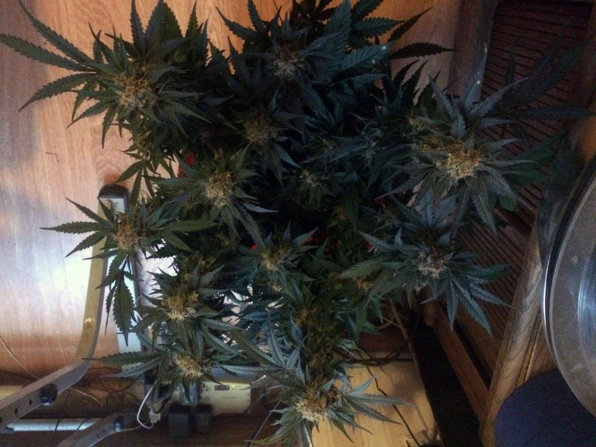 Blue Magoo x HCP