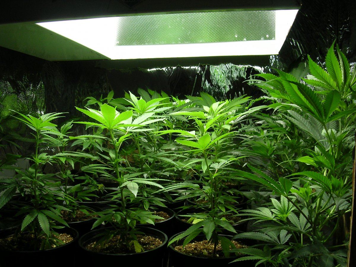 Blue Mango Clones