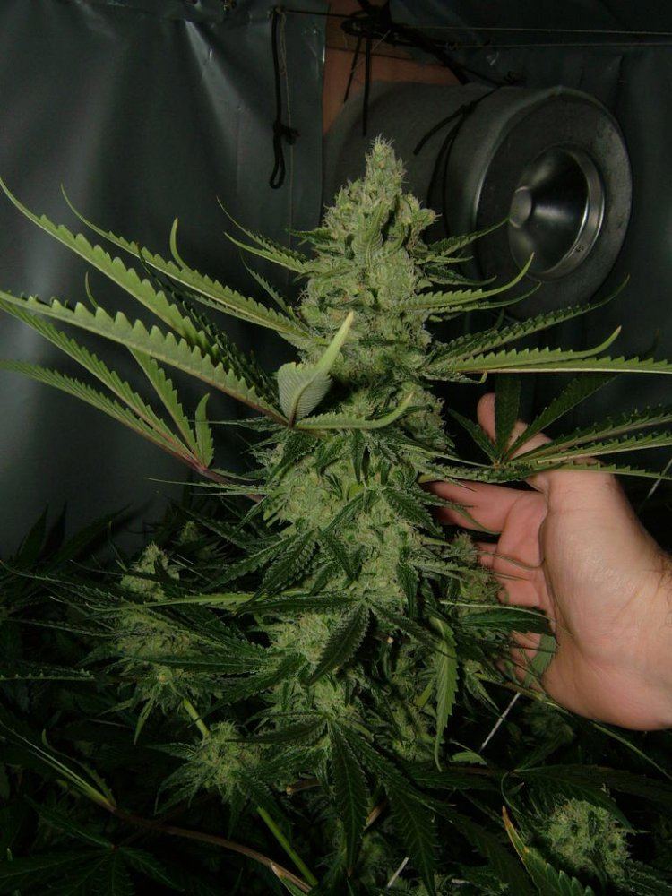 Blue meanie  48 days