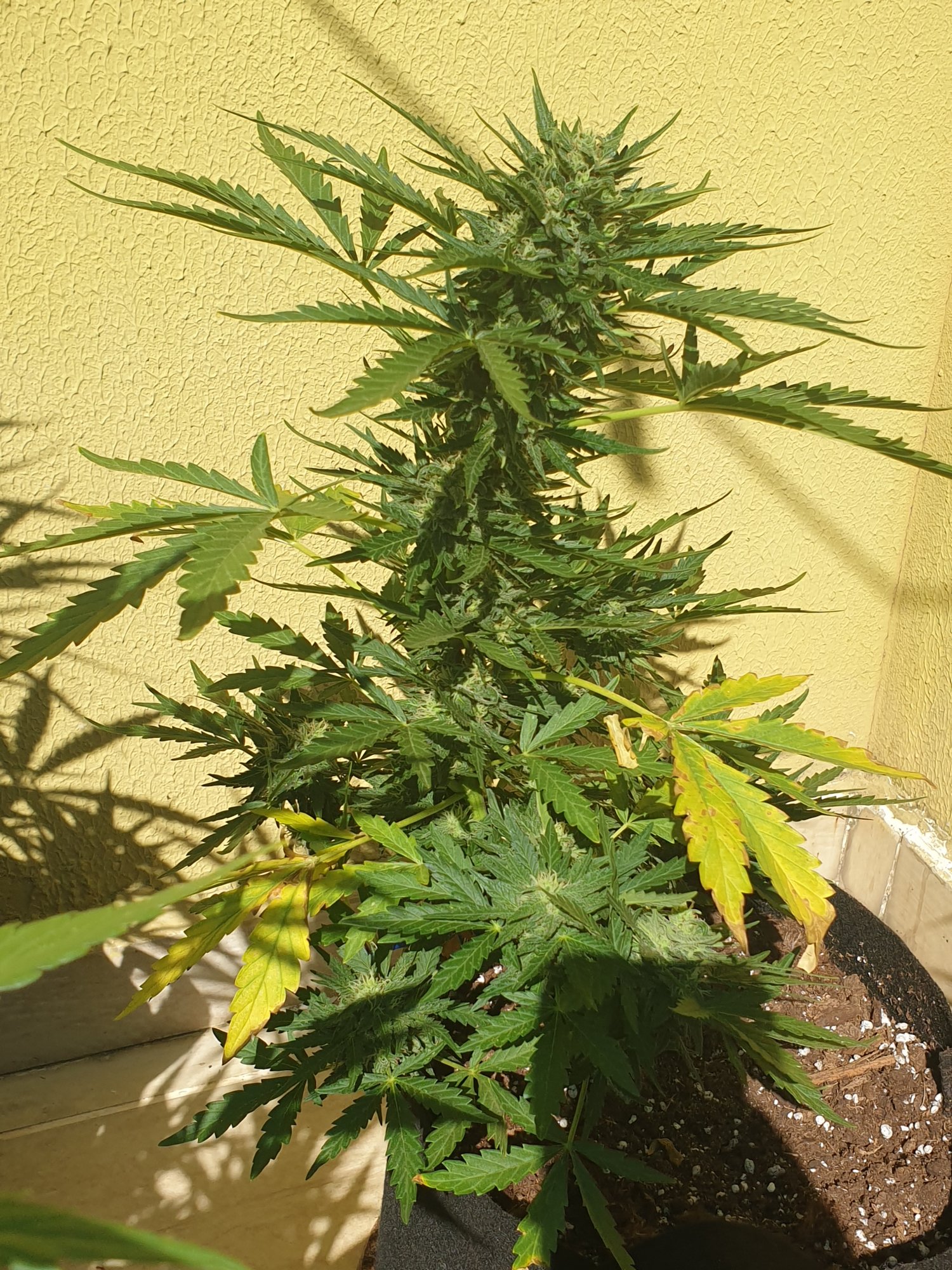 Blue mystic auto leaves are dying during flowering 10