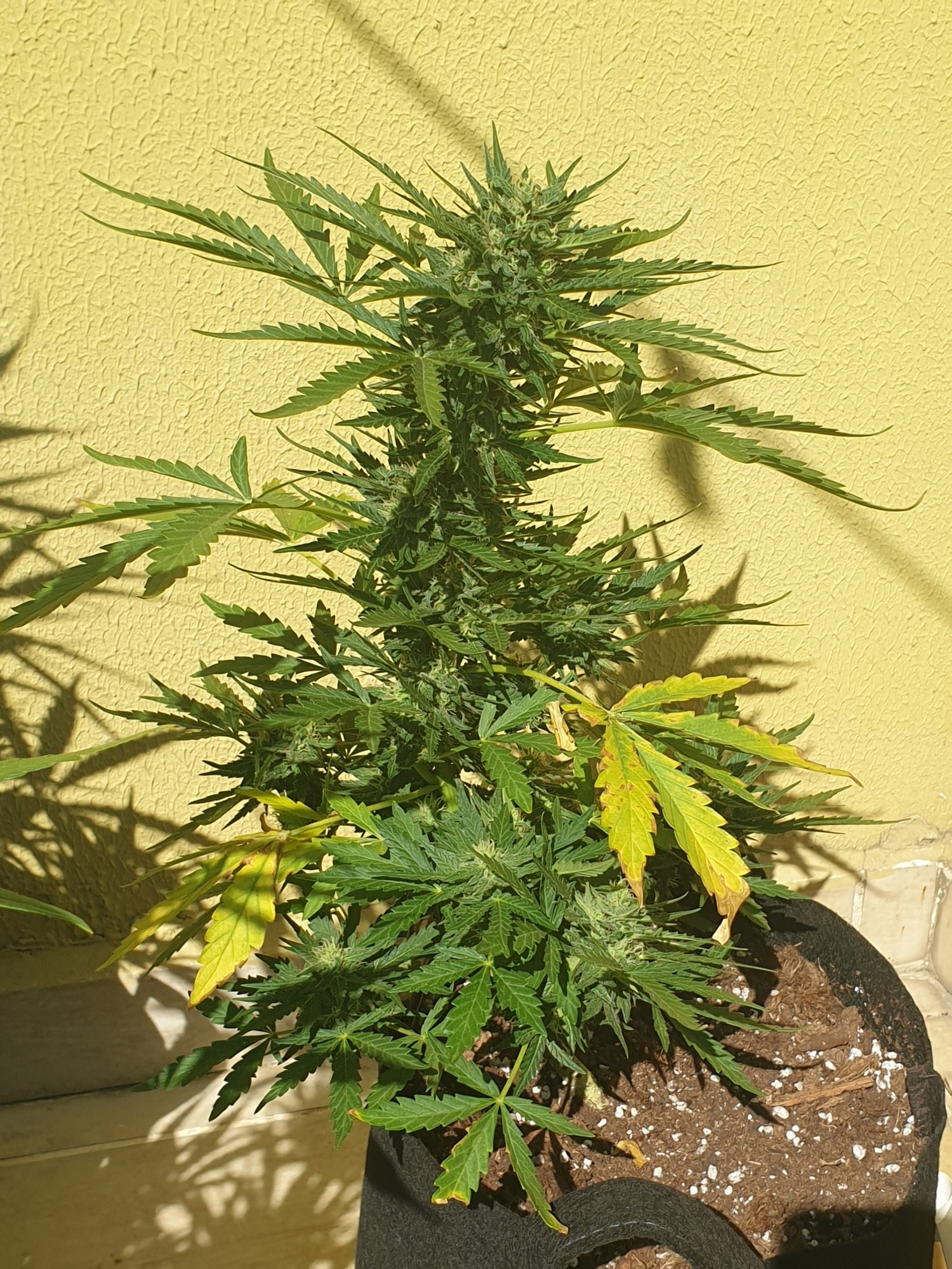 Blue mystic auto leaves are dying during flowering 11
