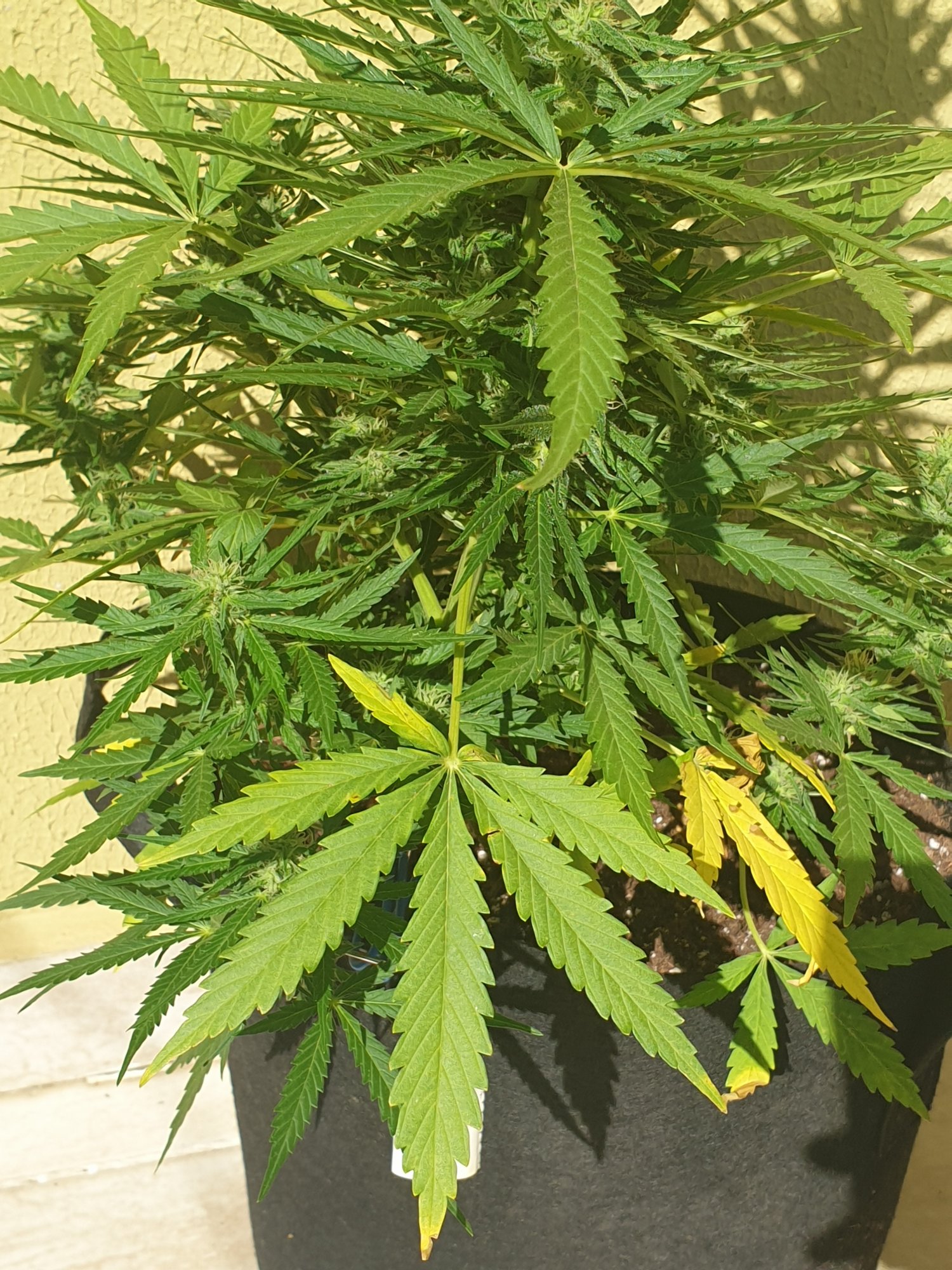 Blue mystic auto leaves are dying during flowering 12