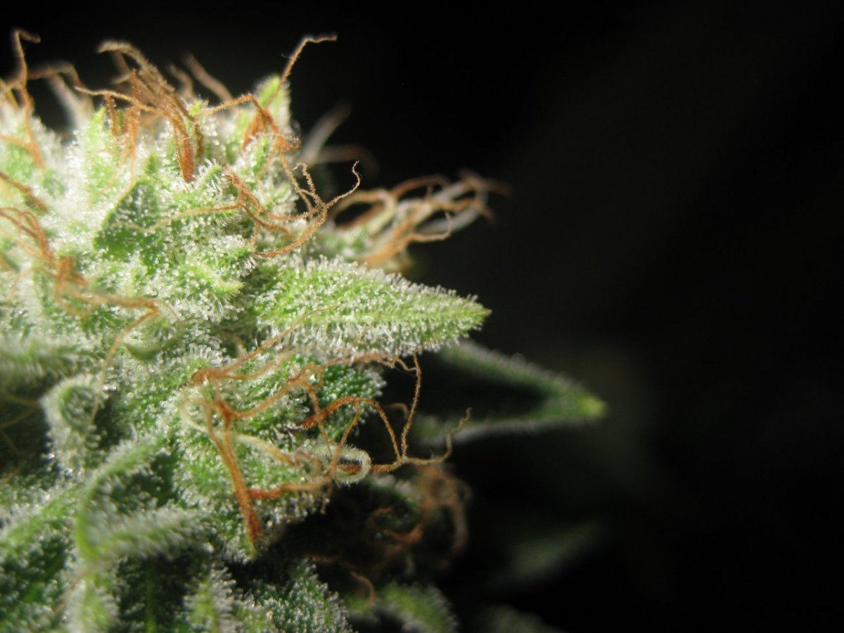 Blue power 5 20 13 2