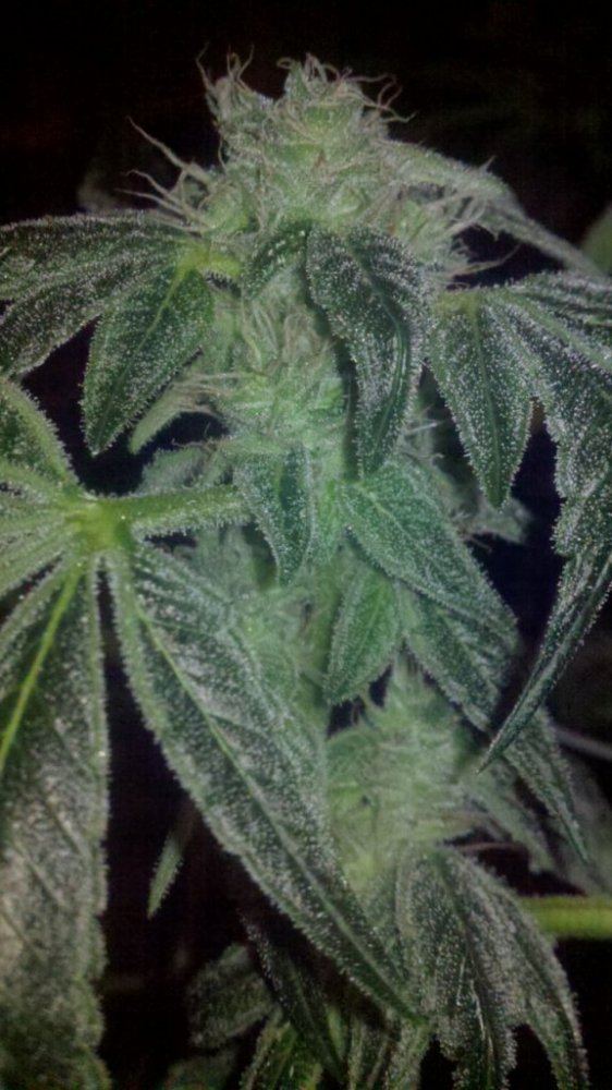 Blue power