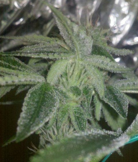 Blue power