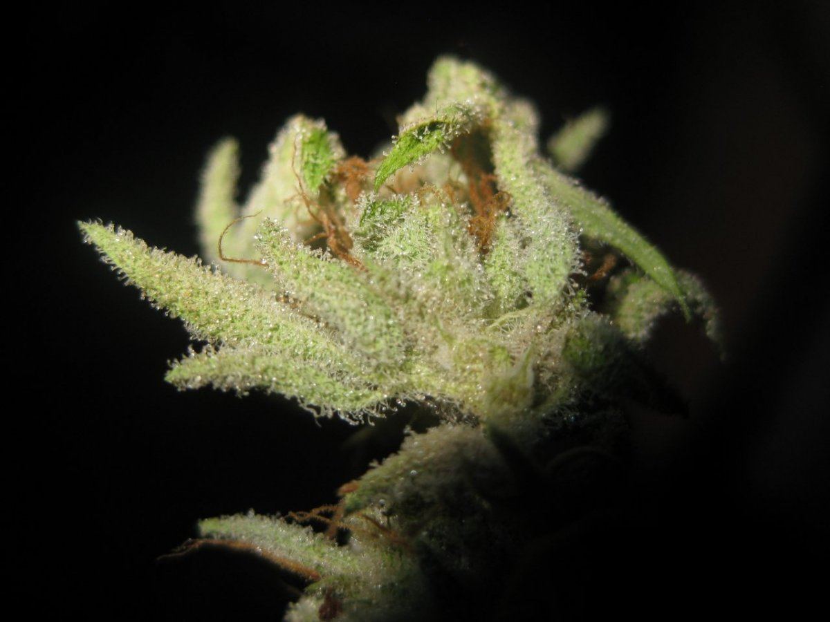 Blue power leaf thc 1