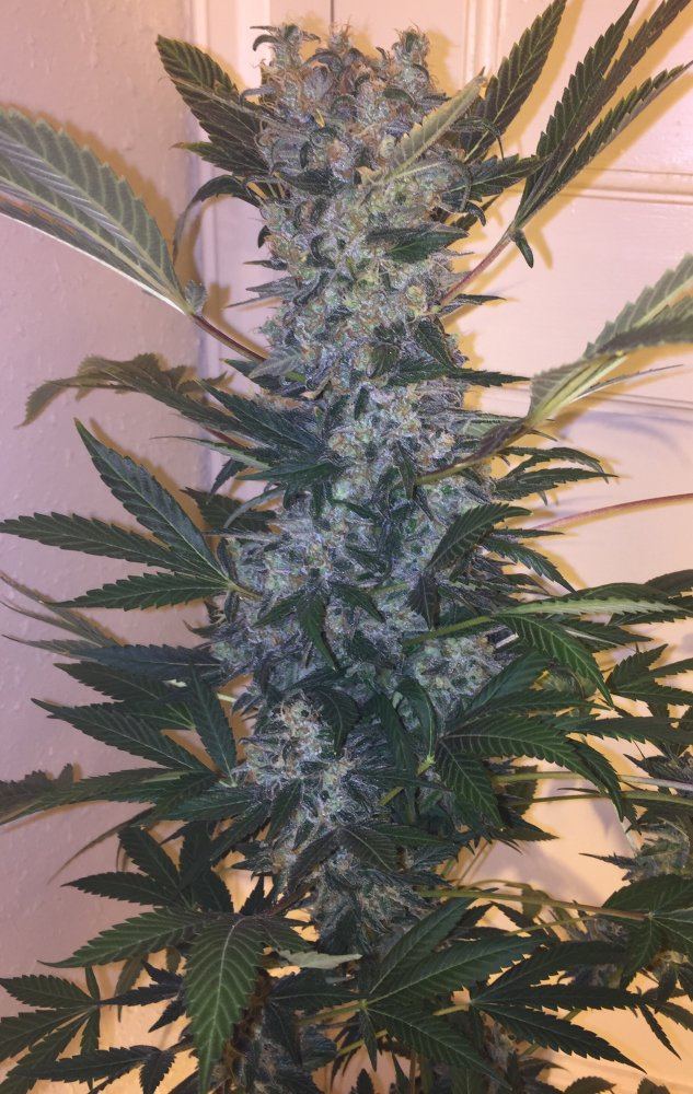 Blue rhino