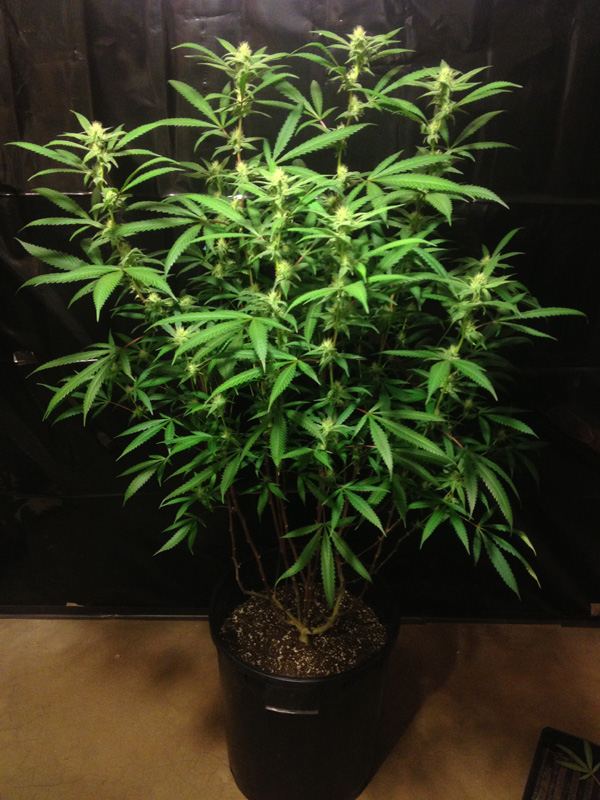 Blue tara1