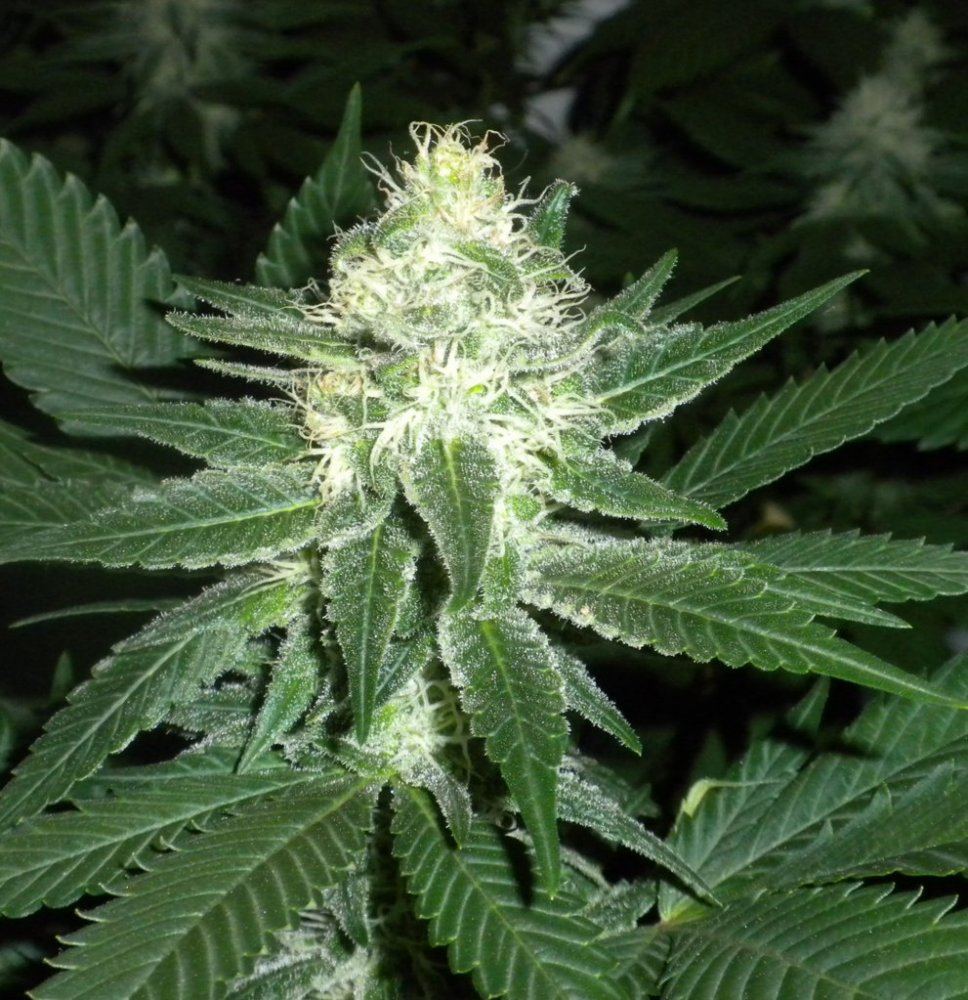 Blue widow