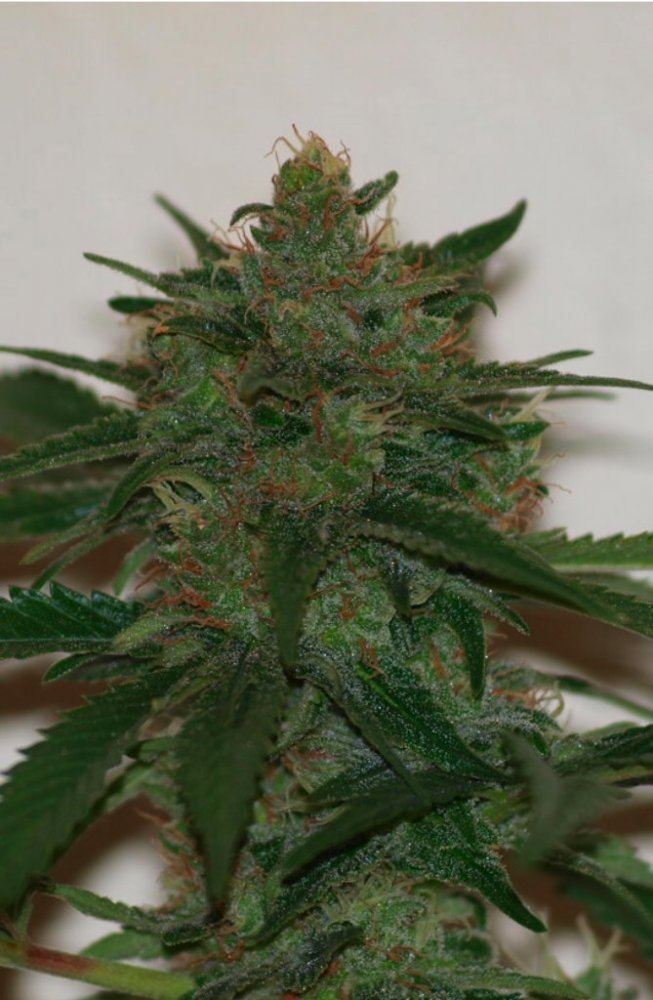 Blue widow x ksb