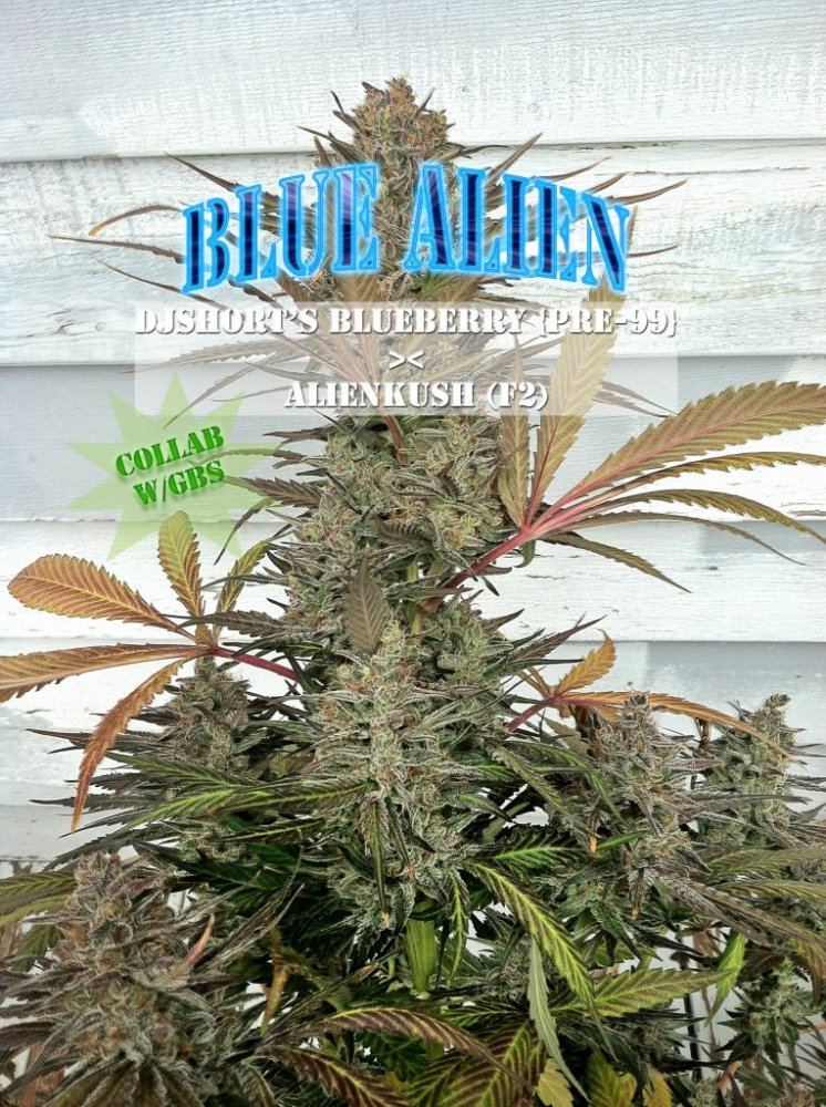 Bluealien