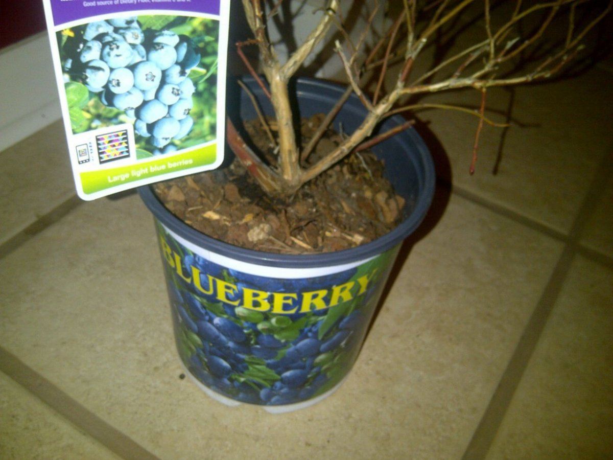 Blueberries