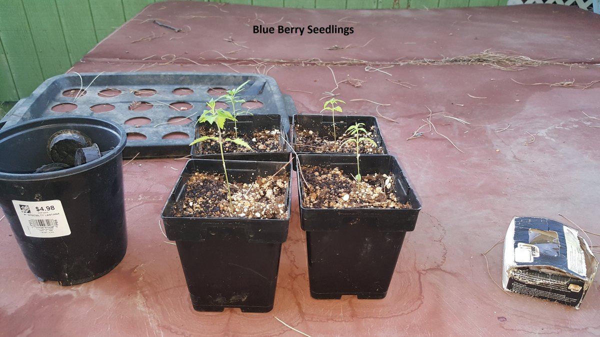 Blueberry 1