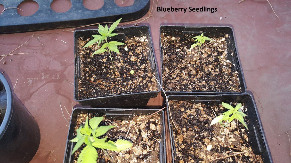 Blueberry 2