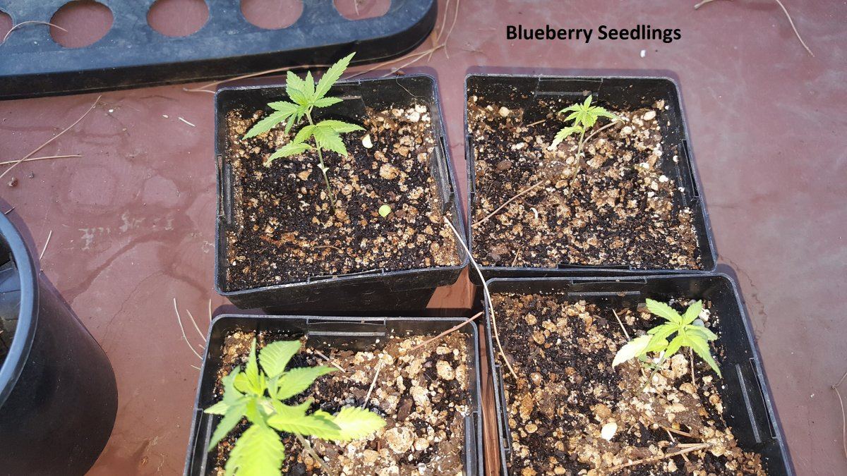 Blueberry 3