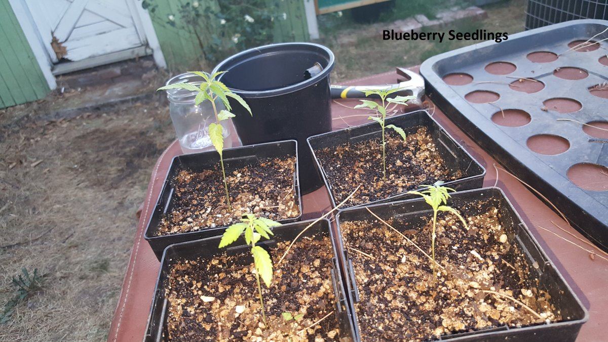 Blueberry 4