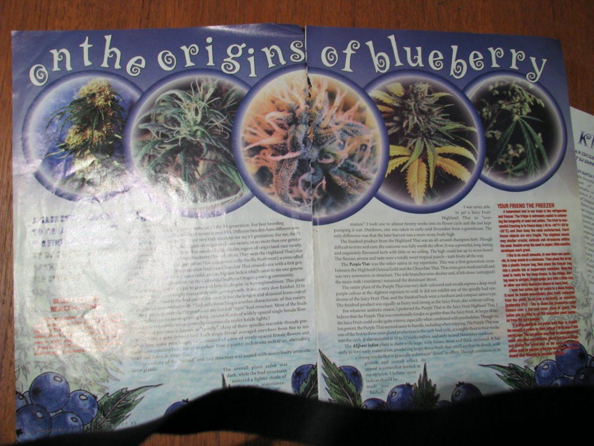 Blueberry art