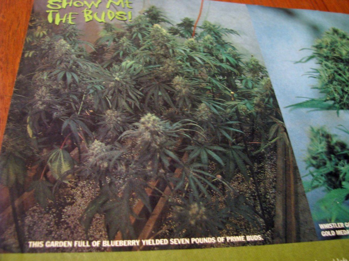Blueberry bed
