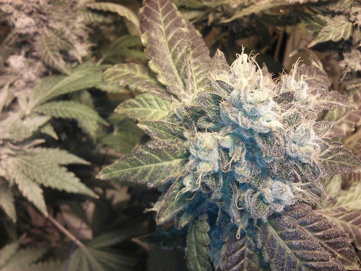 Blueberry cookies 2