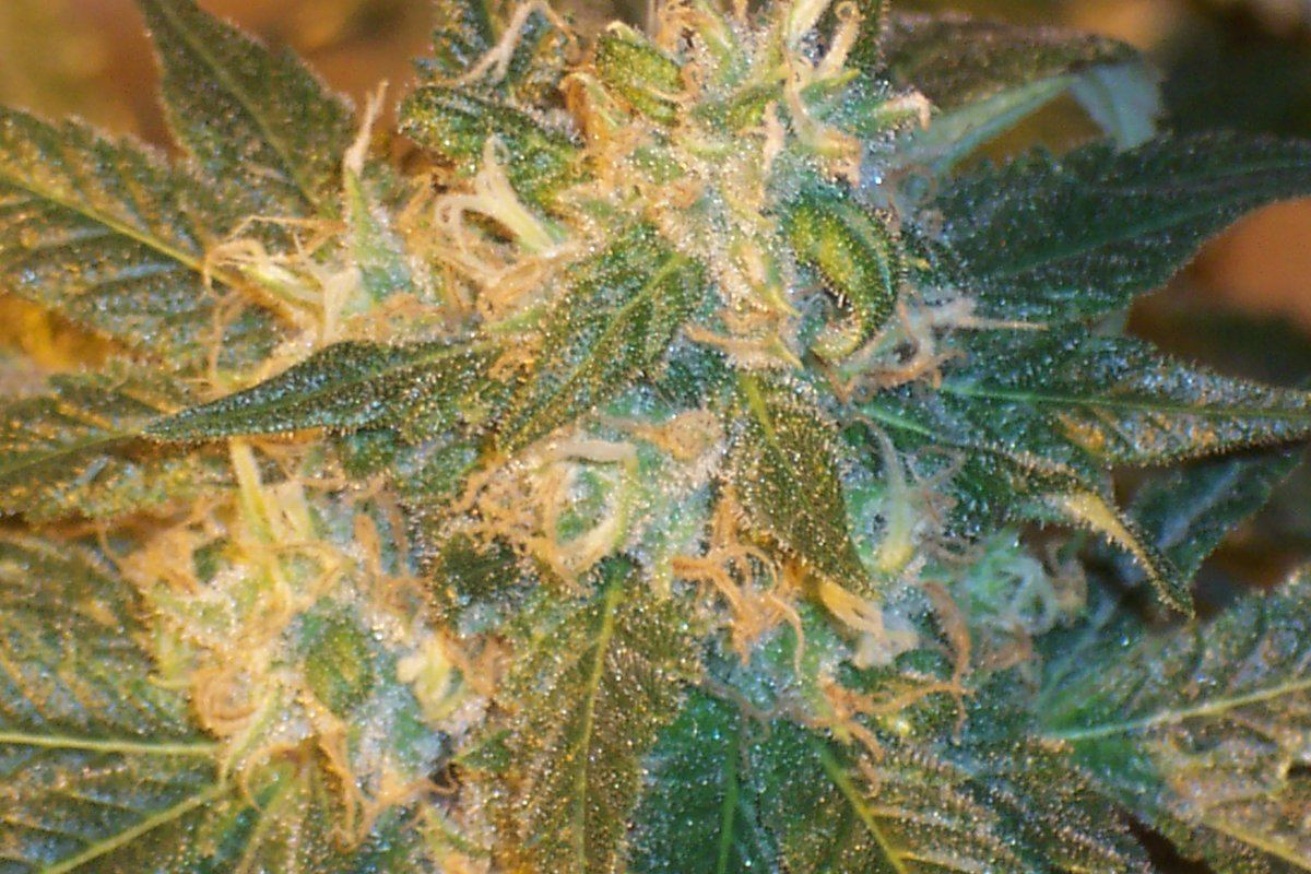 Blueberry   day 53 3