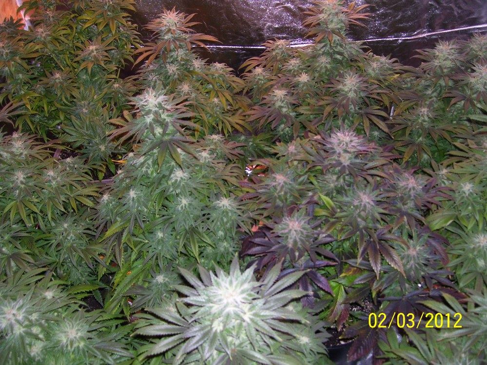 Blueberry diesel updated pics2 3 12 3