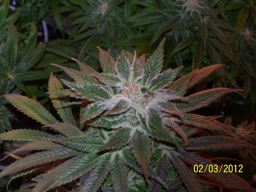 Blueberry diesel updated pics2 3 12 4