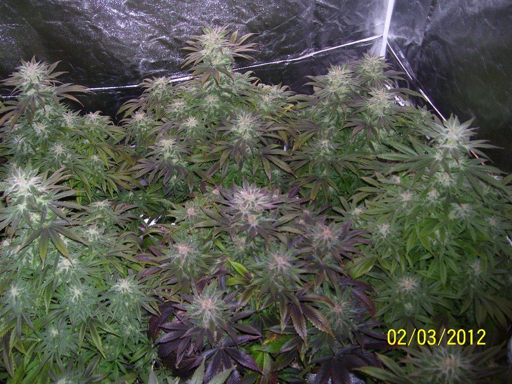 Blueberry diesel updated pics2 3 12 5