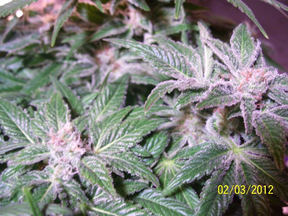 Blueberry diesel updated pics2 3 12 6