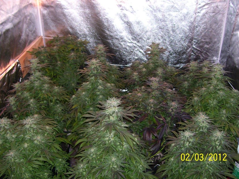 Blueberry diesel updated pics2 3 12 8