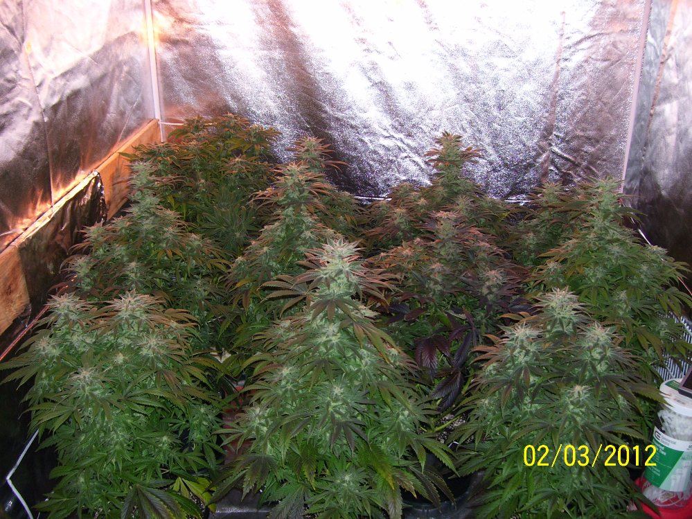Blueberry diesel updated pics2 3 12 9